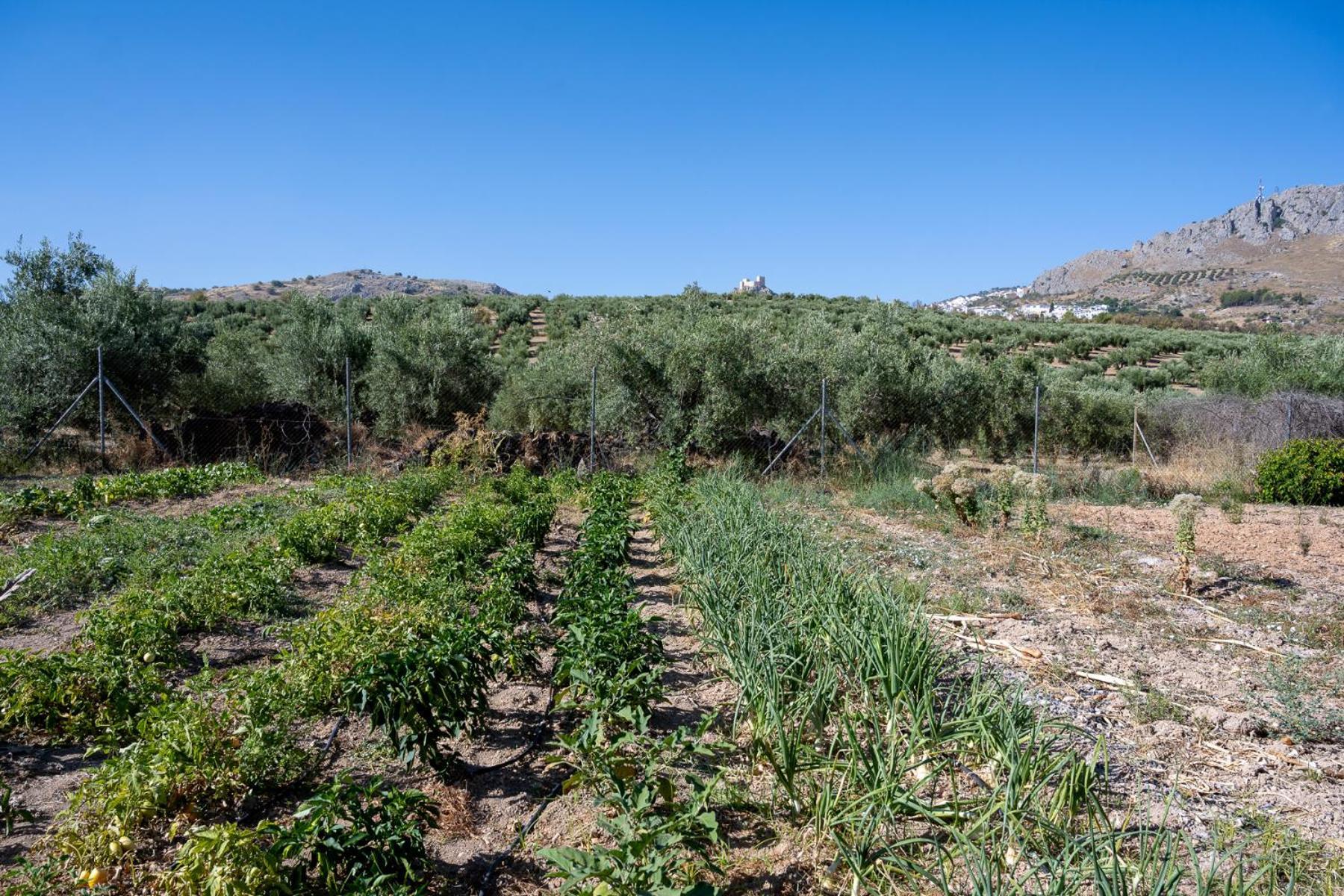 Agroturismo Ecologico El Cortijillo Luque Eksteriør bilde
